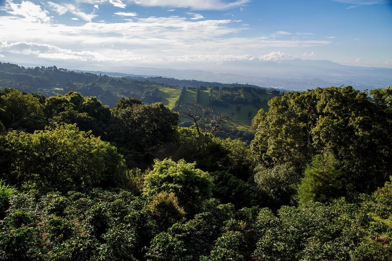 فندق فئة نجمة واحدة Chayote Lodge