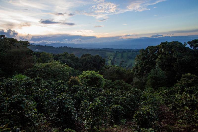 فندق فئة نجمة واحدة Chayote Lodge