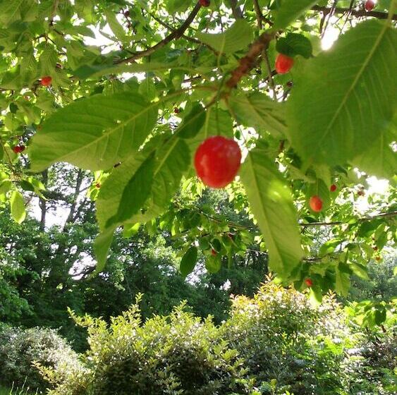 مبيت وإفطار Mas De Cocagne En Provence