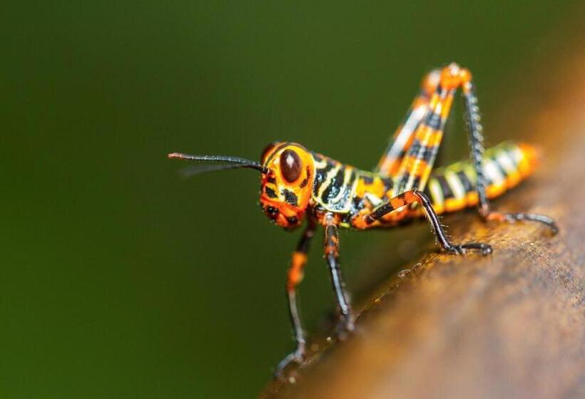 فندق Lapa Rios Lodge By Boena