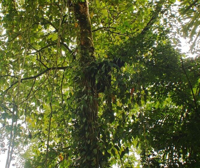 فندق Lost Iguana Resort And Spa