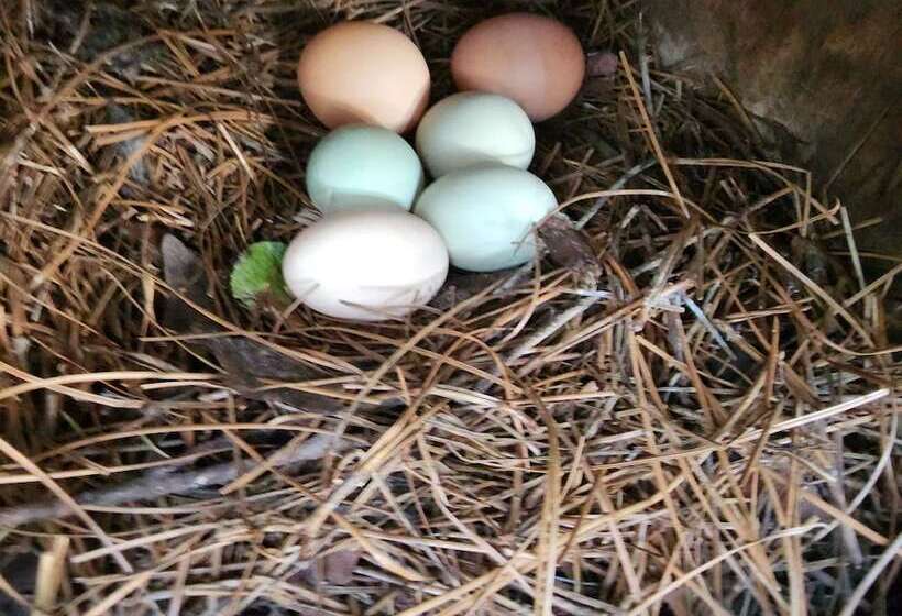 בית מלון כפרי The White House On Freedom Way