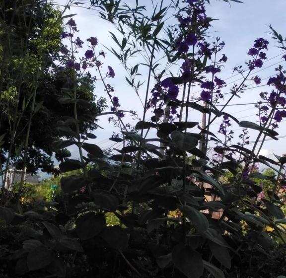 تختخواب و صبحانه Han Lu Ching