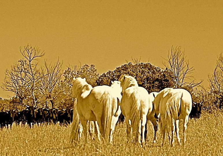 تختخواب و صبحانه Mas Du Menage En Camargue Manade Clauzel