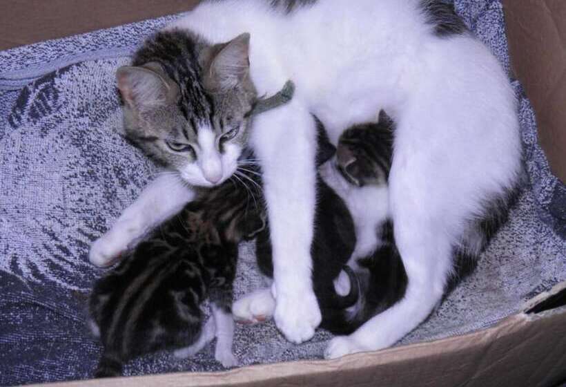 مبيت وإفطار Chambres D Hotes Manoir Kerhuella