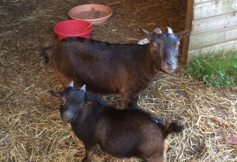 مبيت وإفطار Chambres D Hotes Manoir Kerhuella