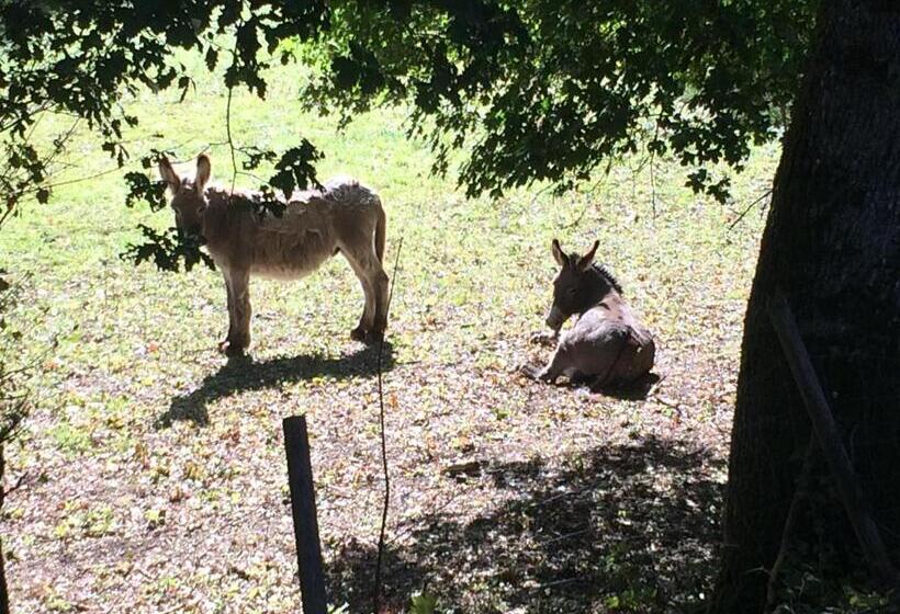 ベッドアンドブレックファースト Domaine De Joreau