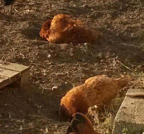 مبيت وإفطار Spillers Farm