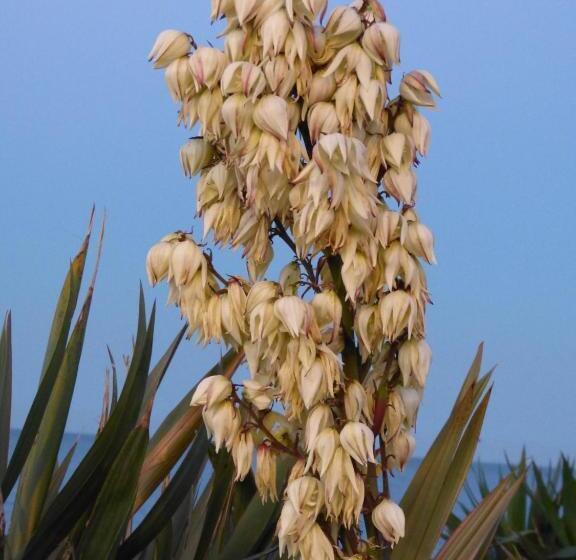 ベッドアンドブレックファースト The Thornhill