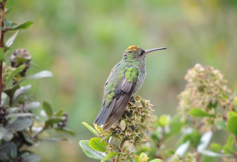 هتل Hosteria Cananvalle