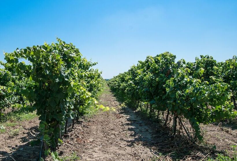 Отель Masseria Mazzetta Salento Corte Del Falconiere B&b