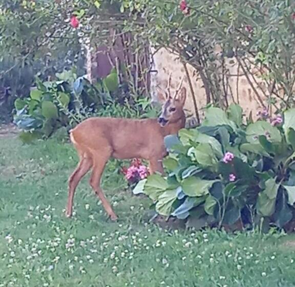 مبيت وإفطار Coucouhirondelle