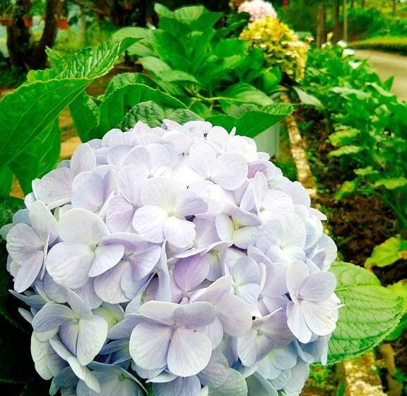 Jabez Resort Kundasang