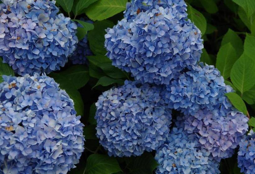 ریوکان あじ彩の宿小浜荘