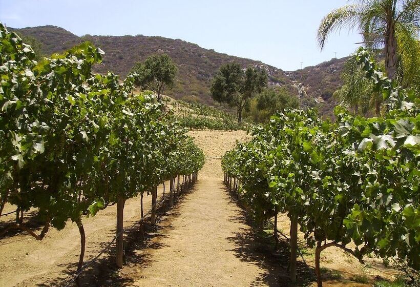 بنسيون Vineyard Hacienda