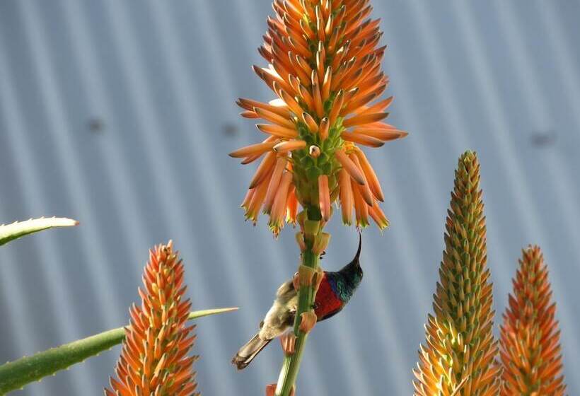 פנסיון Langeberg Guest Lodge