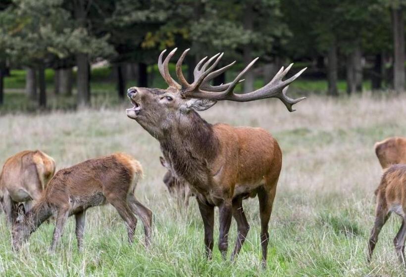تختخواب و صبحانه Ardennes Woods