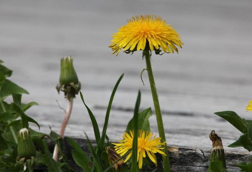 هتل Garni Lärchenhof