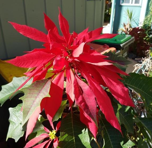 مُتل Tropic Oasis