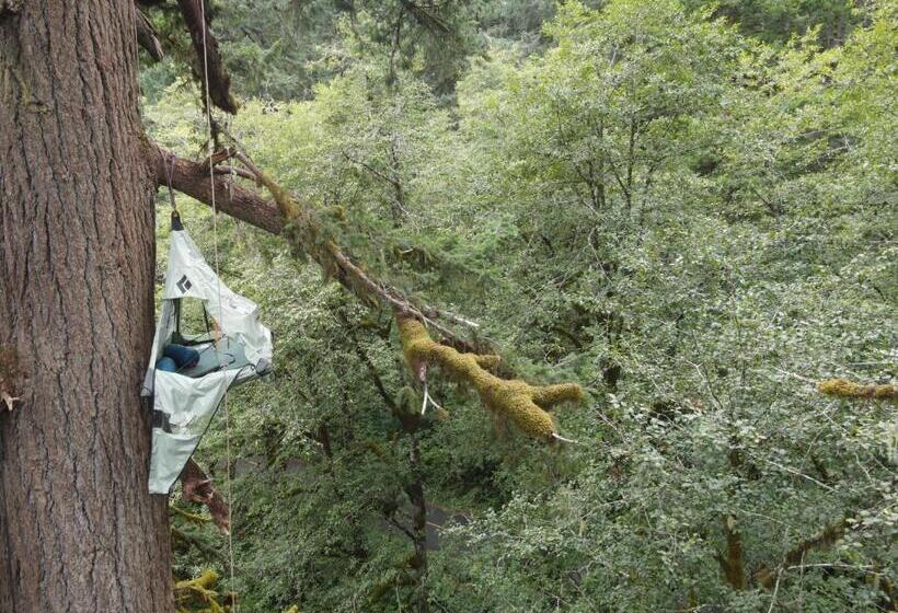 민박 Tree Climbing At Silver Falls