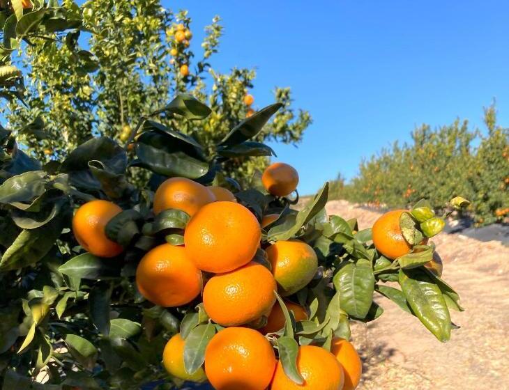 Bed and Breakfast Villa Torre Macastre, Valencia