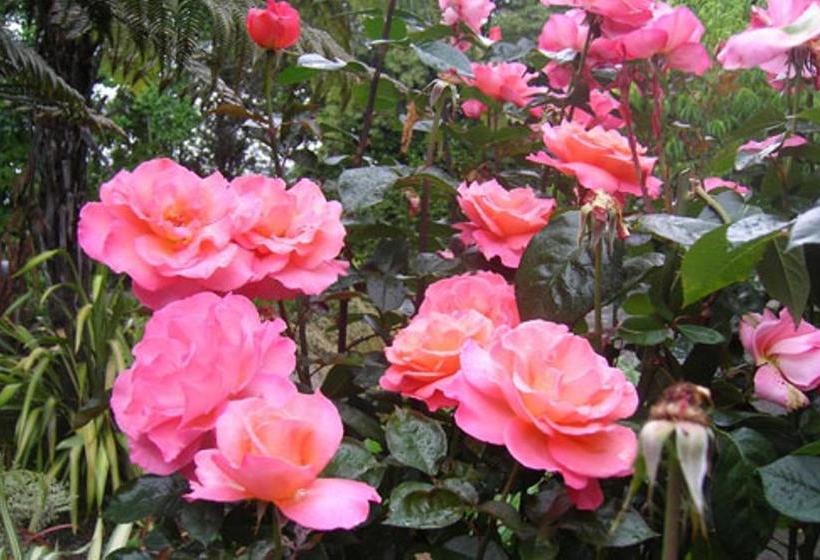 צימר A Panoramic Country Homestay