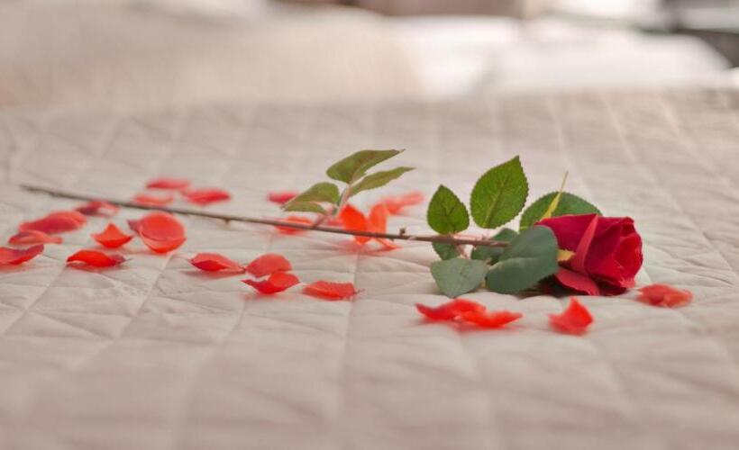 تختخواب و صبحانه Chao Nl 24 Hours Open