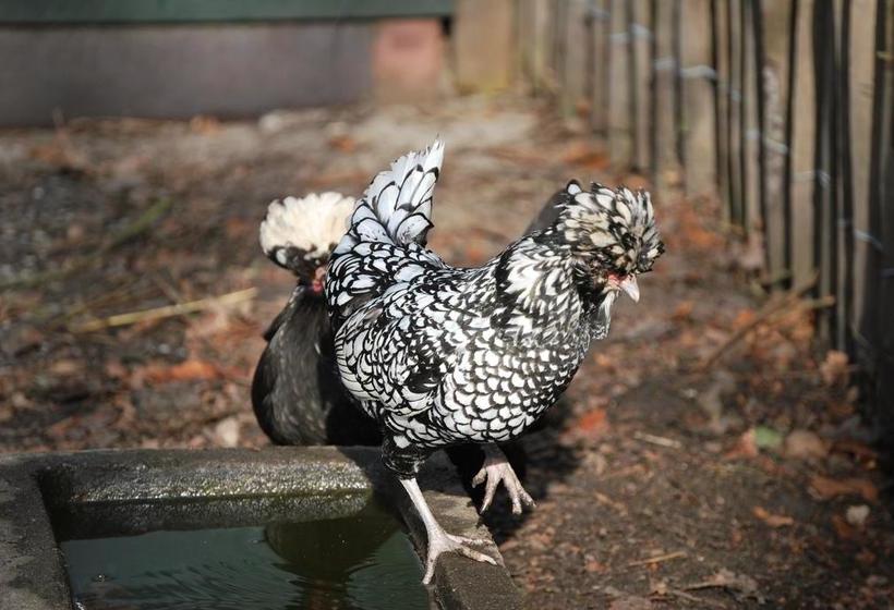 בית מלון כפרי Grotenend