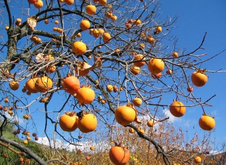 مبيت وإفطار Sierra Y Mar