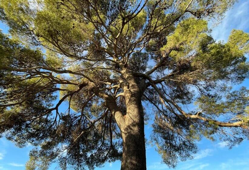 צימר Cortijo El Pino Retreat