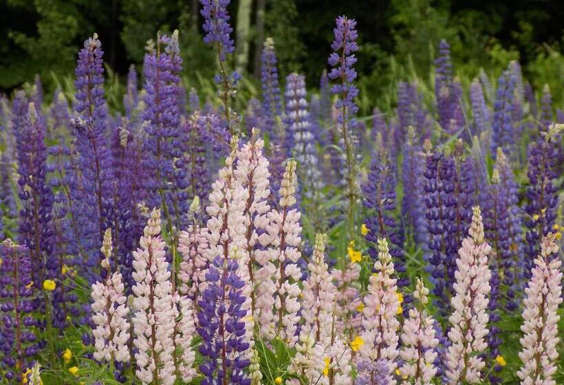 Wilderness Inn Bed And Breakfast