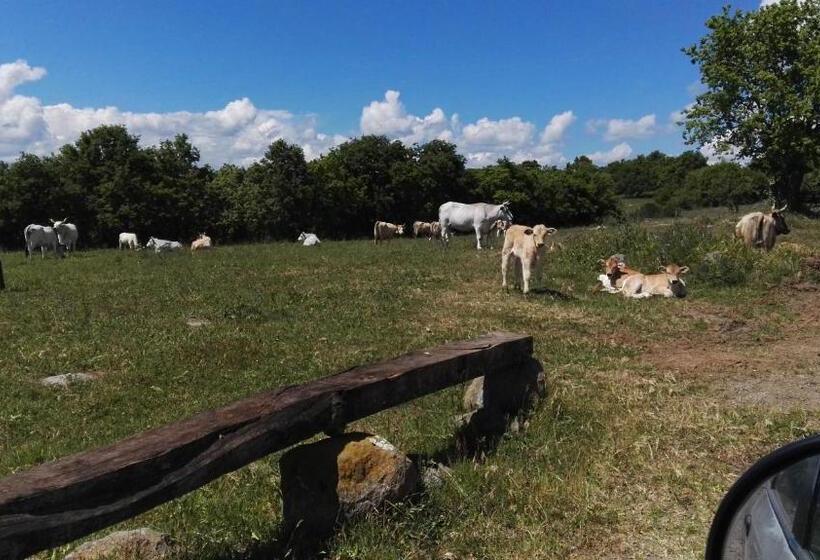 Отель Agriturismo Poggio Della Capanna