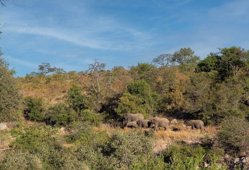酒店 African Retreat Motswari By Newmark