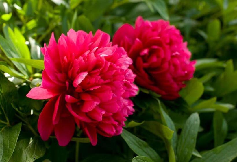 ベッドアンドブレックファースト Gästehaus Kasbichler