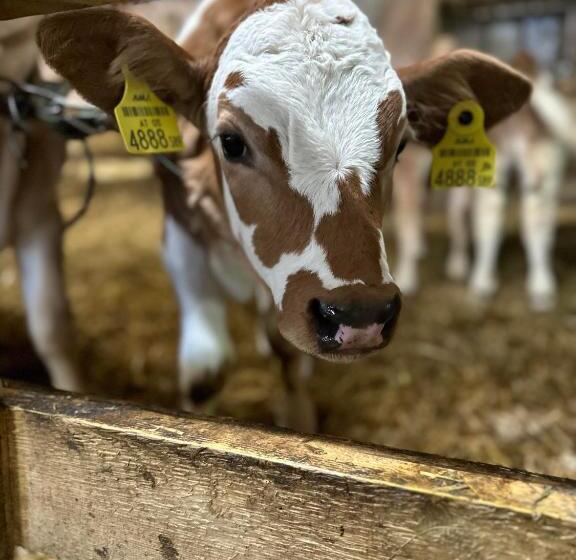 בית מלון כפרי Klöckhof