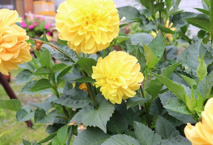 هاستل Shangajoy Seasons Inn