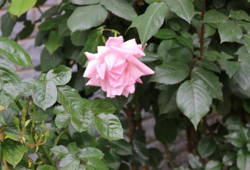 هاستل Shangajoy Seasons Inn