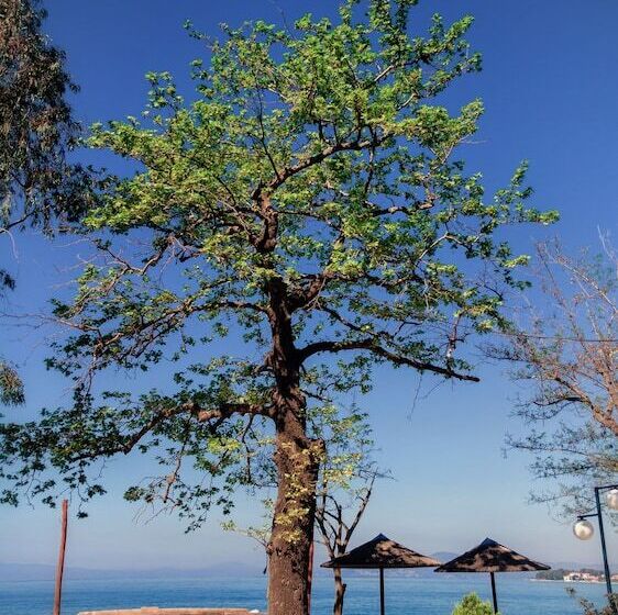 پانسیون Skourgias Rooms