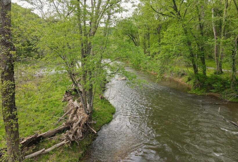 Bear Necessities  Forget Your Worries!