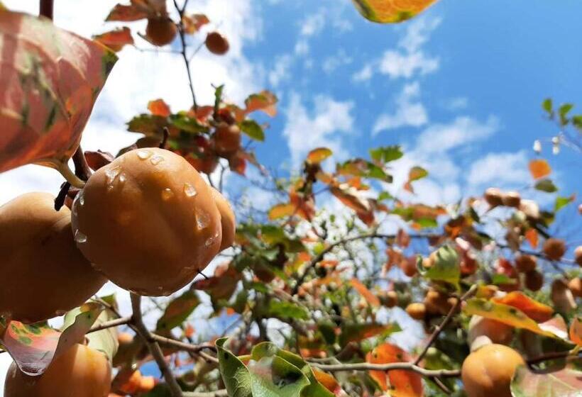 هاستل Dali S Guest House