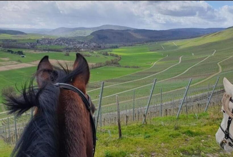 ベッドアンドブレックファースト Orangerie Zimmer Gehaichnishof 7born