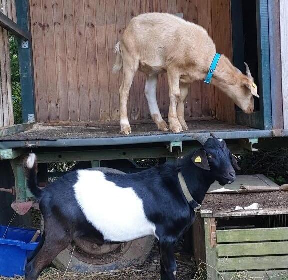 ベッドアンドブレックファースト Orangerie Zimmer Gehaichnishof 7born