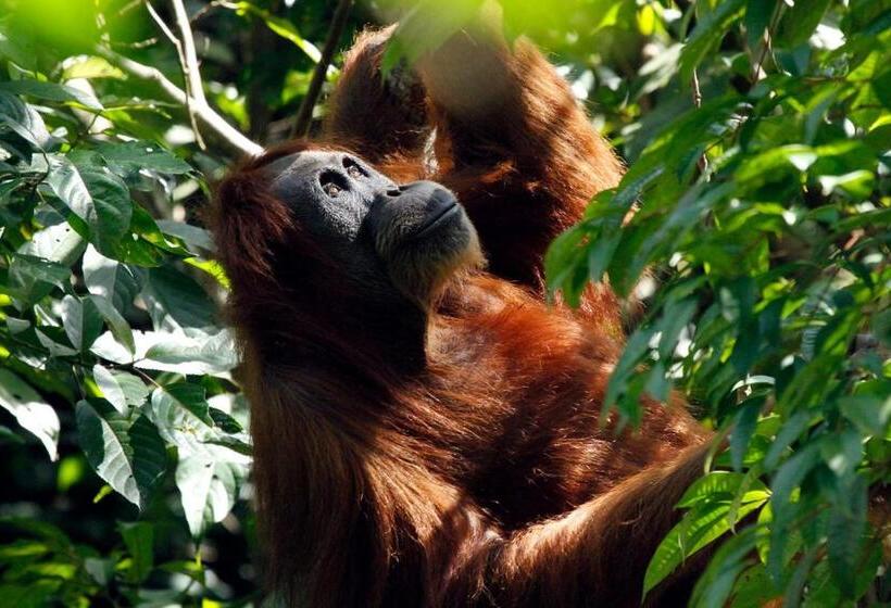 پانسیون Orangutans Guest House