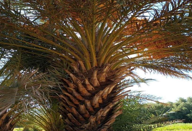 هتل Palmabella, Tinghir Tagoumast