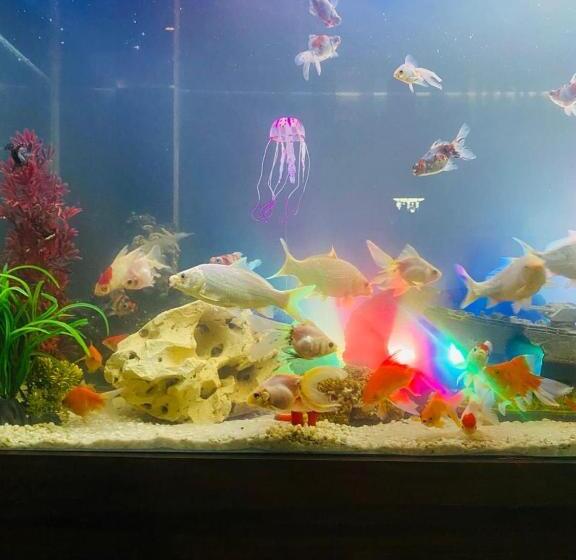 فندق Hostel Anprado 5