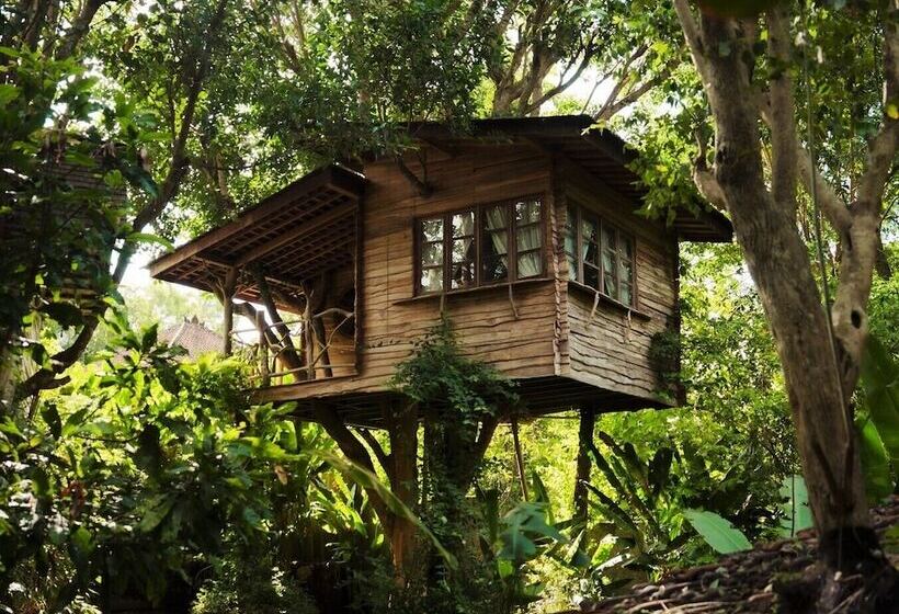 ホテル Roots Tree House
