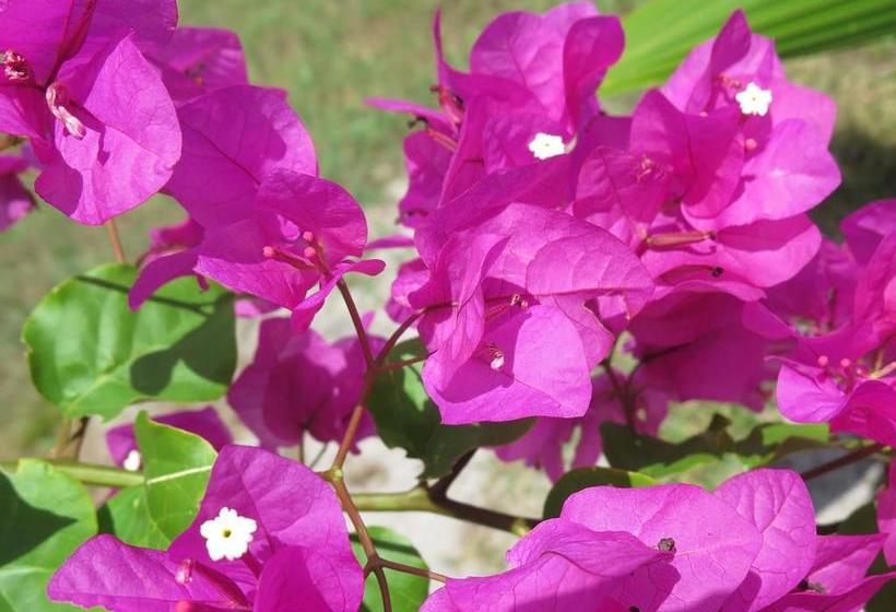 مبيت وإفطار Butiama Bustani