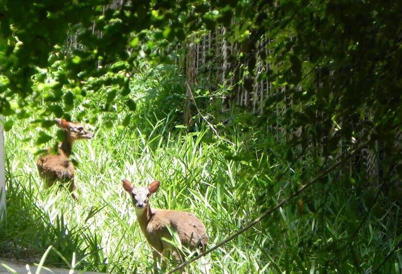 ホテル Langi Langi Beach Bungalows