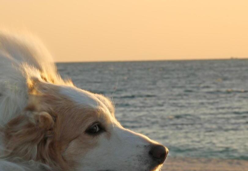 בית מלון כפרי Nanki Shirahama Dog Paradise