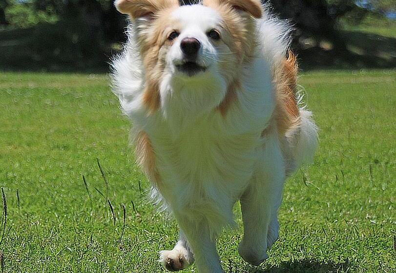 فندق Nanki Shirahama Dog Paradise